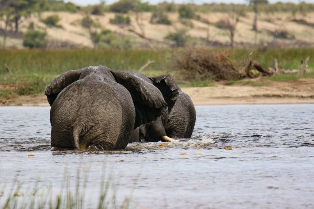 Chobe Day Trip